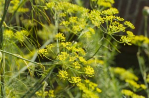 fennel, homepathy, fennel to soothe stomach cramps, probiotics, colic, probiotics to help babies